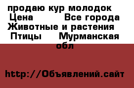 продаю кур молодок. › Цена ­ 320 - Все города Животные и растения » Птицы   . Мурманская обл.